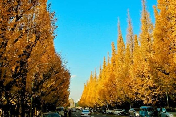 明治神宮外苑のいちょう並木