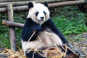 「パンダ、そんなにいてほしいですか？」と古市憲寿氏　阿川佐和子さんも「ネットで見ればいいでしょう」