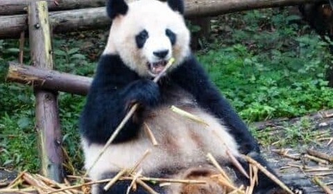 「パンダ、そんなにいてほしいですか？」と古市憲寿氏　阿川佐和子さんも「ネットで見ればいいでしょう」