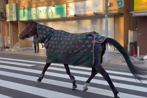 脱走→自力で帰還が話題の馬、目撃者証言「どこか楽しそう」　明大馬術部は反省...事故なかったのは「偶然の重なったこと」