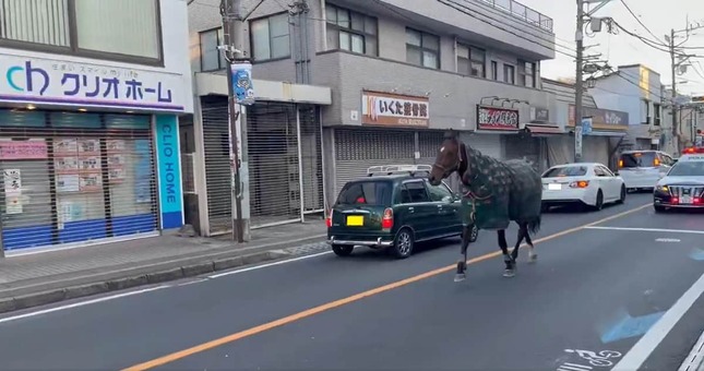 路上を歩くジェイク・ロイドM 。usa-pom@午年男（＠usa_pom）さん提供