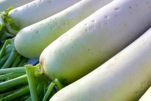 コメントにショック受けるチア学生も...　伝統の「大根踊り」でSNS投稿削除訴え、東京農大が明かした事情