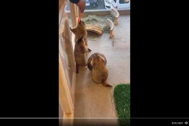 店舗が公開した動画から。トングでチョコ菓子をあげている様子が分かる