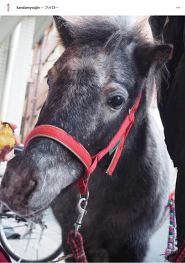 モチーフとなった神馬「あかりちゃん」。神田明神公式インスタグラム（＠kandamyoujin）より