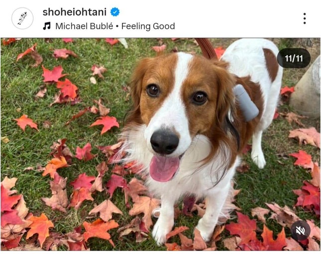 大谷翔平選手のインスタグラム（＠shoheiohtani）より