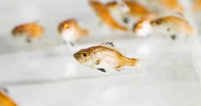 近畿大学ニュースリリースより