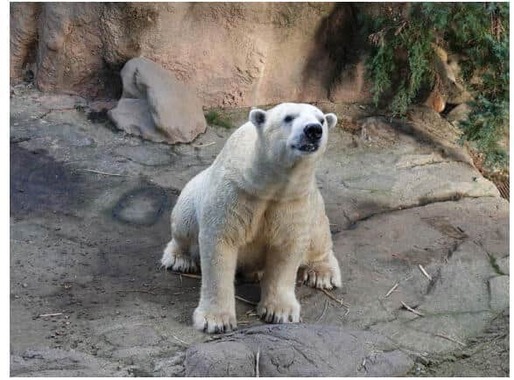 ゴーゴ。ズーラシア公式サイトの発表より