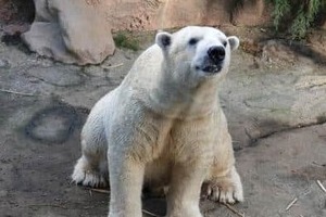 ホッキョクグマ「ゴーゴ」、麻酔＆採精後に死ぬ　Xで対応問題視→ズーラシアが詳細説明「問題があったとは考えていない」