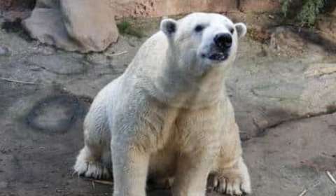 ホッキョクグマ「ゴーゴ」、麻酔＆採精後に死ぬ　Xで対応問題視→ズーラシアが詳細説明「問題があったとは考えていない」