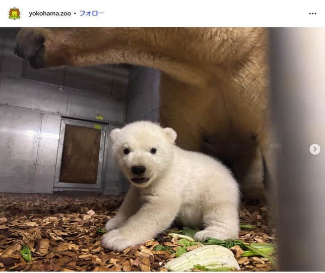 ゴーゴの子ども・ライ。ズーラシアのインスタグラム（＠yokohama.zoo）より