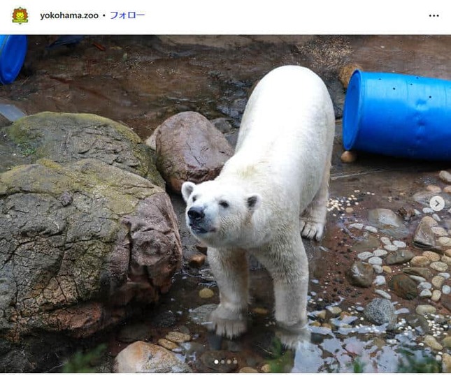 ゴーゴ。ズーラシアのインスタグラム（＠yokohama.zoo）より