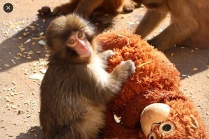 IKEAのオランウータンぬいぐるみが母代わり...子ザルに会社が感銘「胸が熱く」　社長が園訪れぬいぐるみ30点超寄贈