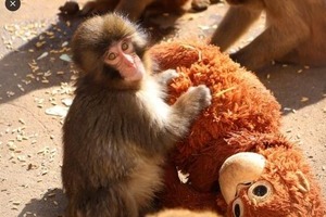 ぬいぐるみが母代わりの子猿「パンチ」、他のサルに引きずられる動画拡散　園が状況説明「頑張り応援を」