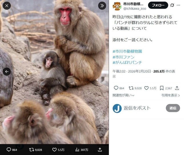 市川市動植物園のX（＠ichikawa_zoo）より