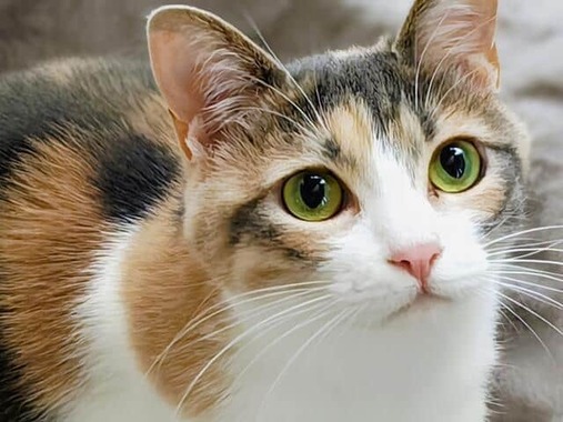 猫（画像はイメージ）