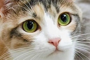 JR東「猫駅長体験」イベントが中止に　理由の「諸般の事情」、相次いだ「外に連れ出すのは危険」批判ではなかった