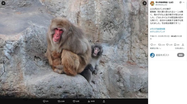 他のサルとコミュニケーションをとるパンチ。市川市動植物園のX（＠ichikawa_zoo）より