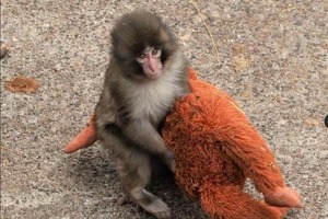 人気沸騰の子ザル・パンチを模した？グッズ、園がライセンス等の契約否定　サンダルのチャームなど波紋