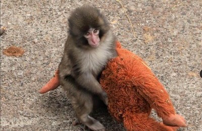 人気沸騰の子ザル・パンチを模した？グッズ、園がライセンス等の契約否定　サンダルのチャームなど波紋