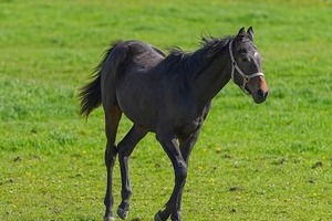 「人舐めんなよコラ！」仔馬を地面に押さえつける動画が拡散　元JRA騎手「あってはいけない」