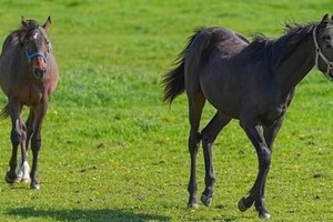 「コラ！ ふざけるな！」仔馬を殴る蹴る...動画拡散で波紋　競走馬牧場は「しつけ」と説明、北海道「対応を検討」