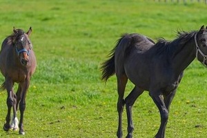 仔馬を殴る蹴る動画で批判殺到の牧場が「謝罪文」公表　「恐怖とストレスを与えてしまいました」