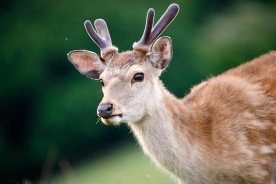 大阪市内でシカの目撃情報が（写真はイメージ）
