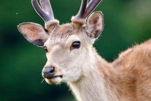 奈良公園から越境？大阪市内でシカ目撃情報　横山英幸大阪市長「見つけたとしても決して近づかないよう」