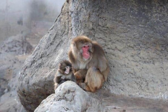 市川市動植物園公式X（@ichikawa_zoo）より