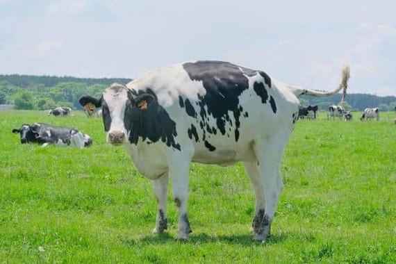 ホルスタイン種などを「黒毛和牛」と偽っていたという（画像はイメージ）