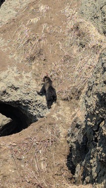 投稿者が遭遇した大型のヒグマ（提供者：銭函トレッキングさん／@zenibako_trek）