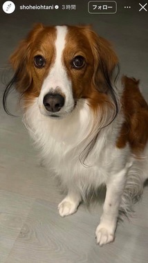 大谷翔平選手のインスタグラム（＠shoheiohtani）より