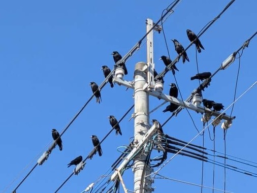 例年4月以降がカラスの繁殖期のようだ
