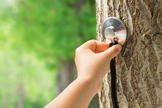 人間も木もメンテナンスは重要だが…（画像はイメージ）