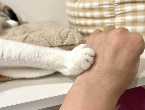 空前のブーム、人はなぜネコが好きなのか（画像はイメージ）