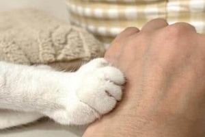 NHKがネコのトリセツ特集　ネコ大好き芸人が「恋愛に近い」と持論を展開