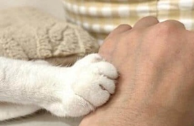 NHKがネコのトリセツ特集　ネコ大好き芸人が「恋愛に近い」と持論を展開