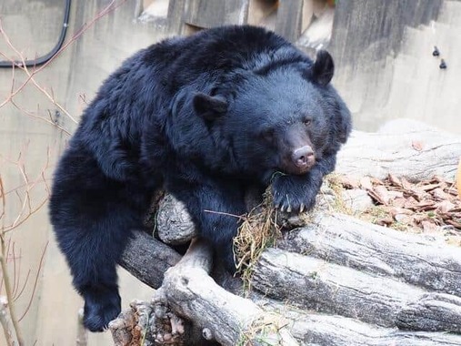 クマとロボット、どっちが賢いかの攻防（画像はイメージ）