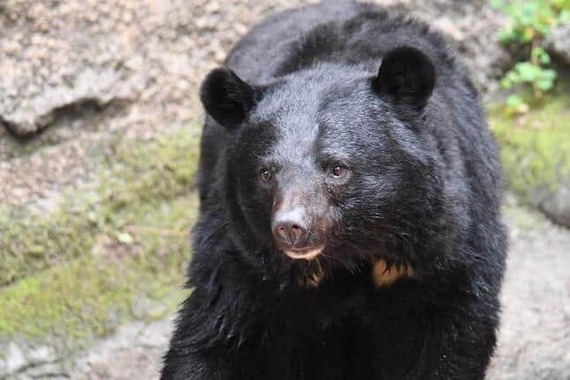 宮城県市街地でも春グマが出没（画像はイメージ）
