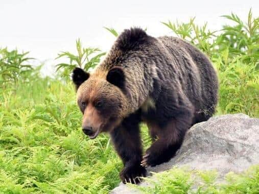 岩手県では4000頭のクマが冬眠から目覚めているという（画像はイメージ）
