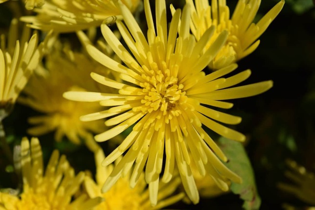 食用菊を使ったパフォーマンスが波紋を広げた（写真はイメージ）