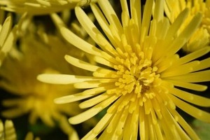 リュウジ、「食用菊ばらまき」炎上に反論するホリエモンに苦言　「『今後は床に落とさないようにします』だけでいいのに」
