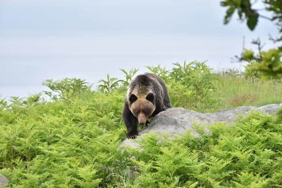 ゴールデンウイークの外出時にはクマに警戒を（画像はイメージ）