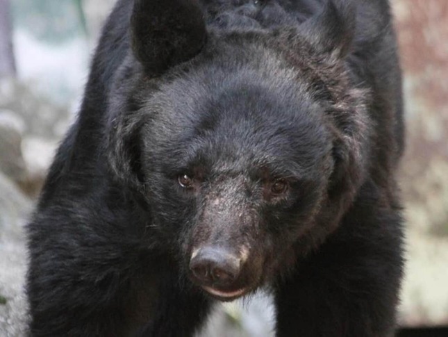 秋田県内のクマ目撃情報が増えているという（写真はイメージ）