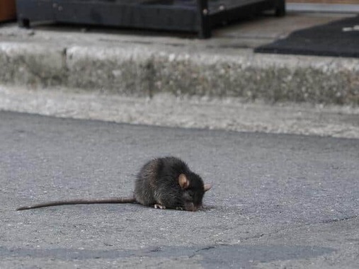 国内のネズミからは今のところ確認されていないが…（画像はイメージ）