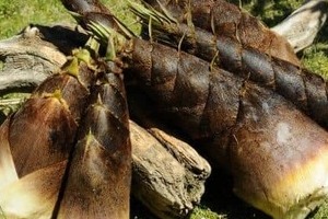 山菜採りも注意「クマはタケノコが大好物」と専門家　テレビ局のドローン探索にツキノワグマが映っていた