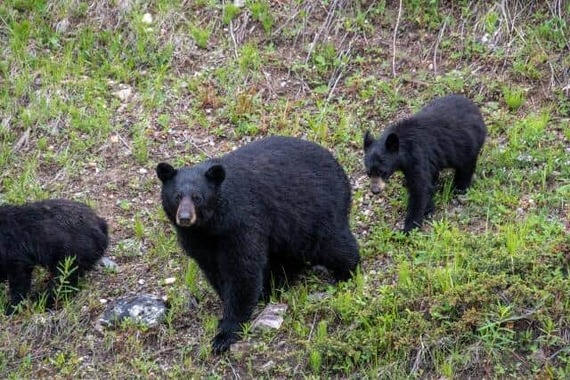 母グマが捕獲され、残った子グマが人里にすみついている？（写真はイメージ）

