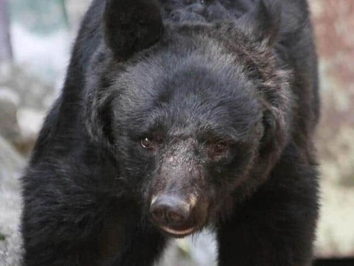 相次ぐクマ情報を受け市は対策本部を設置した（画像はイメージ）