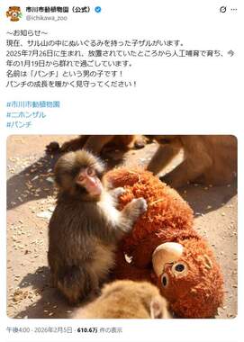 市川市動植物園では子ザルのパンチが人気だ。動植物園公式X（＠ichikawa_zoo）より