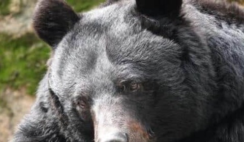 奥多摩で下半身だけの遺体発見、クマによる被害か　「対策をとらなければ将来的に府中あたりまで...」専門家の見方